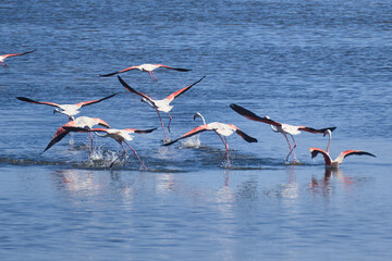 Bird spotting in the salt lake