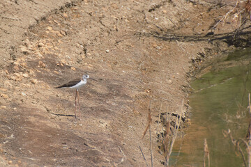 Bird spotting in the salt lake
