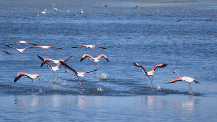 Bird spotting in the salt lake