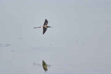 Bird spotting in the salt lake