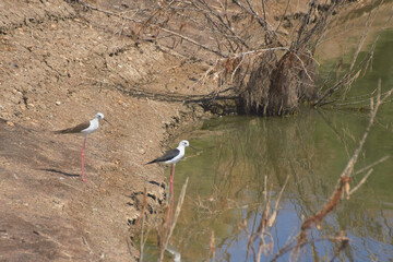 Bird spotting in the salt lake