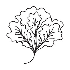 Lettuce Leaf Vector Art Fresh Salad Greens Healthy Eating Design