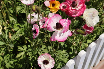 garden ranunculus 