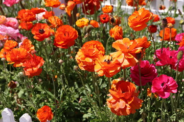 Obraz premium orange ranunculus 