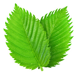 Hazelnut green leaf isolated on white background Clipping Path