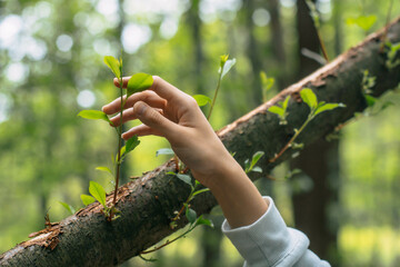 Hand reaches gently toward a fresh green sprout on a forest branch, capturing a quiet moment of...