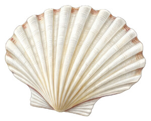Natural white seashell with detailed ridges, isolated on transparent background, ocean decor element, beach souvenir shell, marine coastal illustration, summer sea clipart