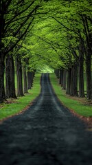 Road leads through a verdant tree lined path