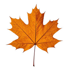Obraz premium Vibrant autumn maple leaf