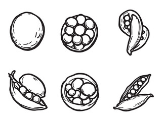 Minimalist Pea Plant Line Drawing Vector Design