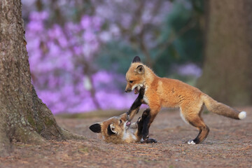 Red foxes cubs playing in the forest, Canada