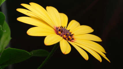 Bright yellow flower blooming gracefully in a garden setting at twilight