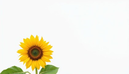 Obraz premium Sunflower blooming isolated on white background nature photography minimalist style close-up view