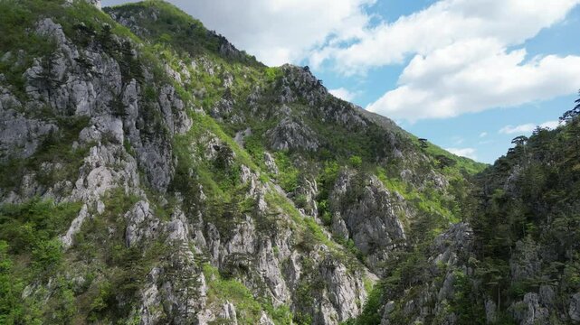 Flight over a forest of black pines in Tasnei Gorges. Footage taken on 2nd of May 2025 on the Tasnei Gorges, near Baile Herculane, in the National Park Domogled-Cerna Valley, Romania.