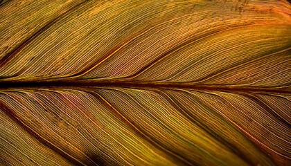 tobacco leaf texture