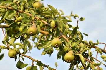 Poires conférence bonne pour la cueillette à Ghislenghien (Ath)