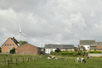 Quelques vaches laiti&egrave;res dans une p&acirc;ture pr&egrave;s des maisons &agrave; Ghislenghien (Ath)