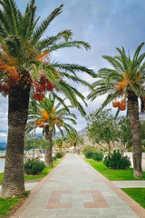 Fototapeta premium Evergreen palm trees along the path. Beautiful view, Italy. Vertical photo.