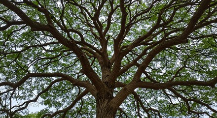 Fototapeta premium Bare-Branched Giant Oak