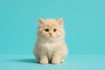 Fototapeta premium Adorable fluffy cream kitten sitting on turquoise background
