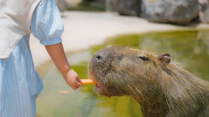 Child Feeding Capybara at Zoo with Carrot in Bright Daylight, Close-Up Interaction with Nature and Wildlife