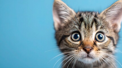 Tiny Curious Kitten with Wide Eyes Gazing Directly at the Camera