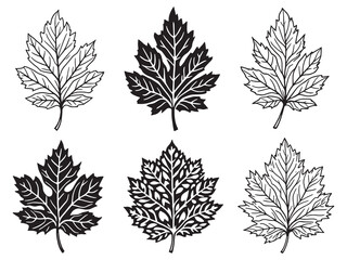 Minimalist sycamore leaf contour drawing for design projects