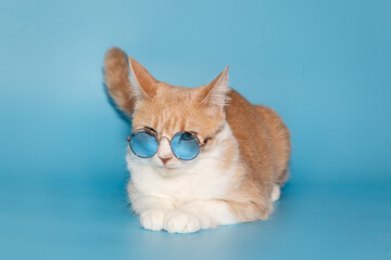 Beautiful cat with stylish glasses