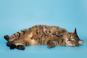 Beautiful gray cat lies impressively
