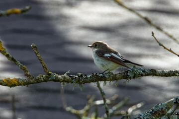 European pied flycatcher (Ficedula hypoleuca) sitting on a branch of birch tree.