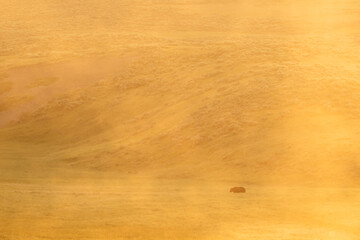 Yellow Haze Across Hayden Valley with Grizzly
