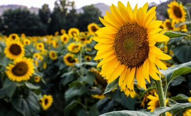 Obraz premium Girasoli