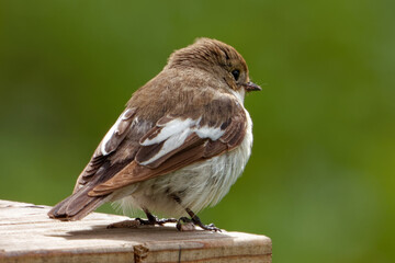 A female European pied flycatcher (Ficedula hypoleuca) sitting on a corner of wooden table.