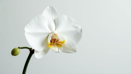 Delicate white orchid blossom on pure white backdrop, nature photography, visual, clean