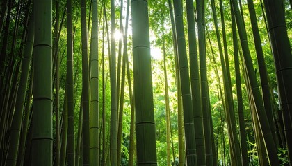 Sunlight filters through dense bamboo forest, bright green hues, calm and peaceful atmosphere, natural backdrop