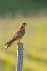 Kestrel (Falco tinnunculus) hunting perched on a post in the vineyard.