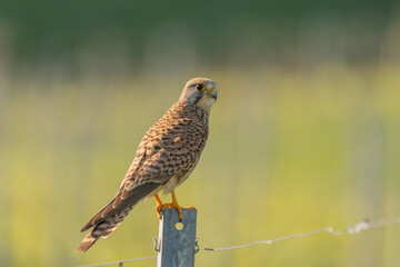 Kestrel (Falco tinnunculus) hunting perched on a post in the vineyard.