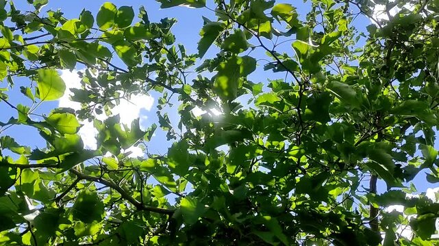 Sunlight through the crown of a tree.Clear summer weather. The sun's rays penetrate through the foliage. Serenity and happiness.