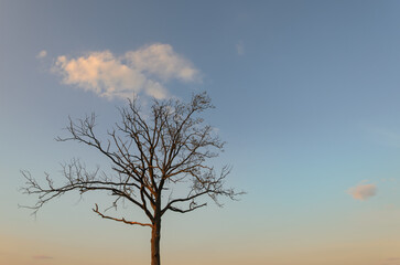 A tree is standing in a field with a blue sky