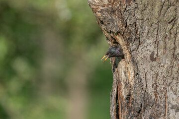 Common starling (Sturnus vulgaris) at the nest to feed its chicks.
