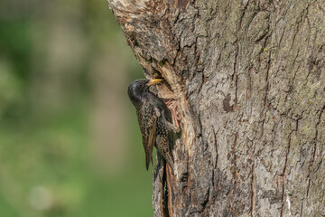 Common starling (Sturnus vulgaris) at the nest to feed its chicks.
