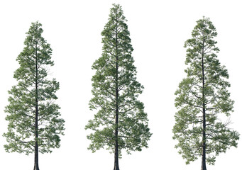 Set of Metasequoia glyptostroboides (the dawn redwood) frontal set trees isolated png on a transparent background perfectly cutout