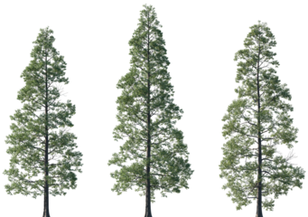Set of Metasequoia glyptostroboides (the dawn redwood) frontal set trees isolated png on a transparent background perfectly cutout