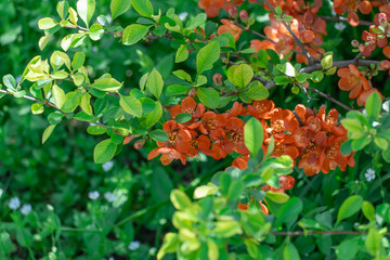 Red flowers of japanese quince flowering in garden in springtime close-up. Ornamental plant of...