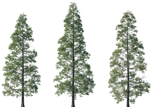 Set of Metasequoia glyptostroboides (the dawn redwood) frontal set trees isolated png on a transparent background perfectly cutout