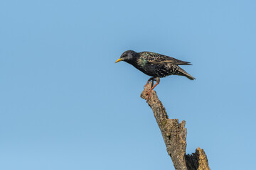 Common starling (Sturnus vulgaris) perched on a branch.