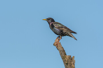 Common starling (Sturnus vulgaris) perched on a branch.