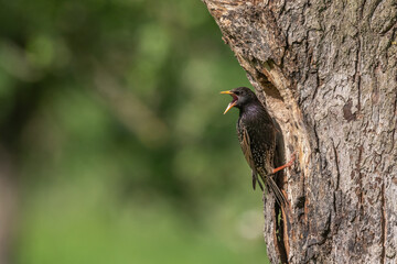 Common starling (Sturnus vulgaris) at the nest to feed its chicks.