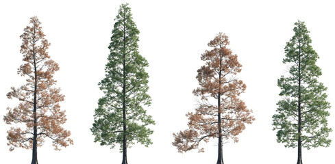 Set of summer and autumn Metasequoia glyptostroboides (the dawn redwood) frontal set trees isolated png on a transparent background perfectly cutout