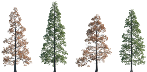 Set of summer and autumn Metasequoia glyptostroboides (the dawn redwood) frontal set trees isolated png on a transparent background perfectly cutout